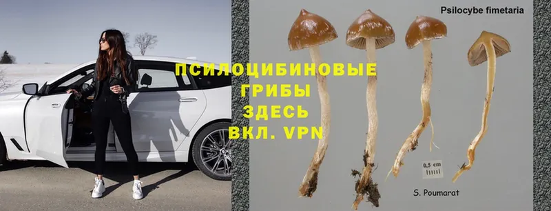 Псилоцибиновые грибы Magic Shrooms  Гатчина 